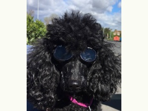 Lunette de soleil pour chien